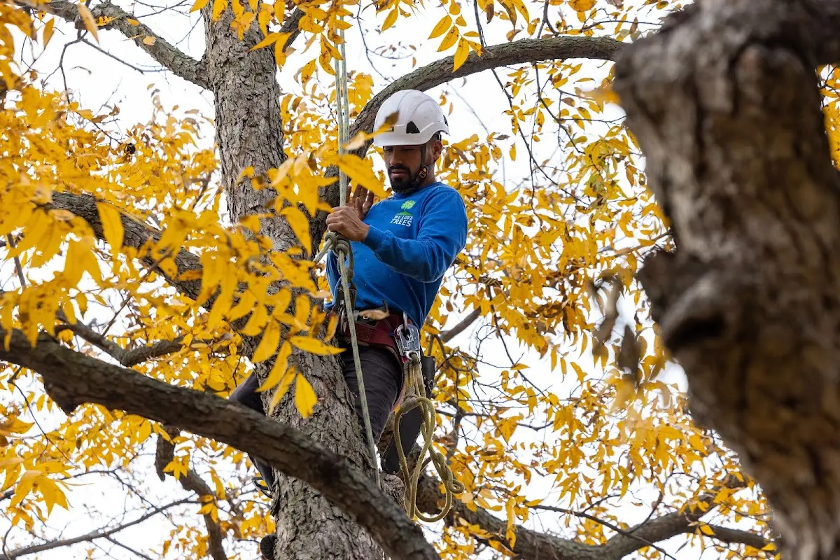Skilled Tree Trimming crew working in Wickatunk